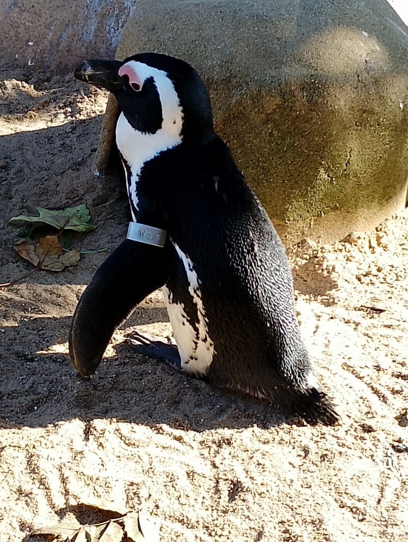 African penguin