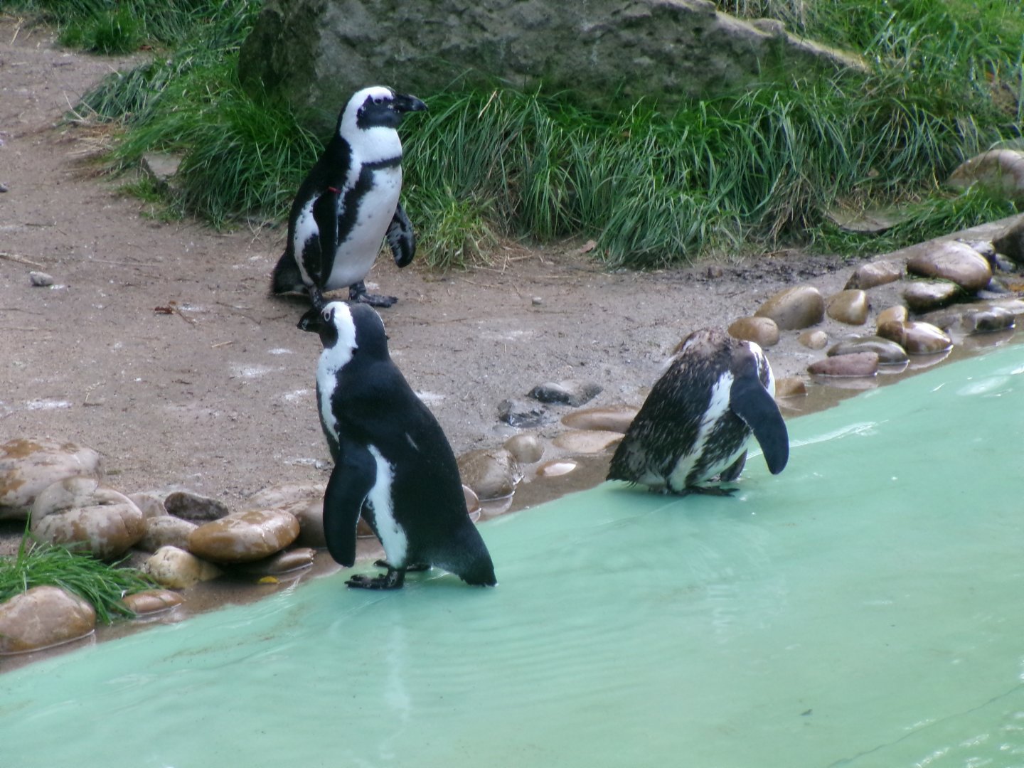 African penguin