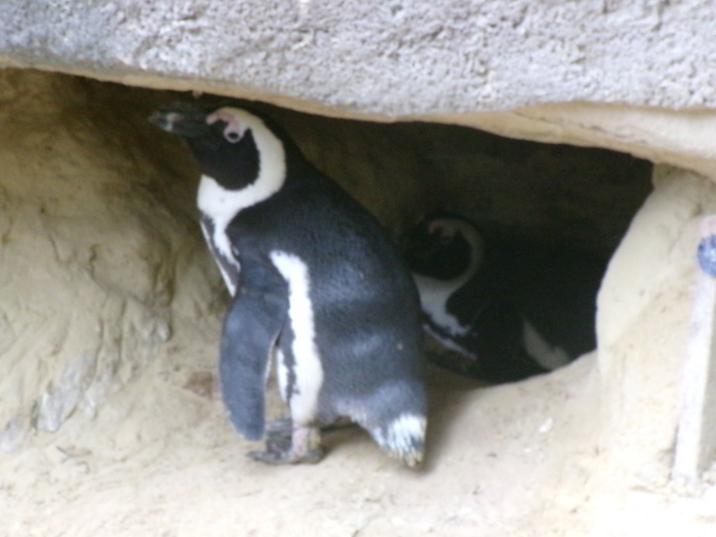 African penguin
