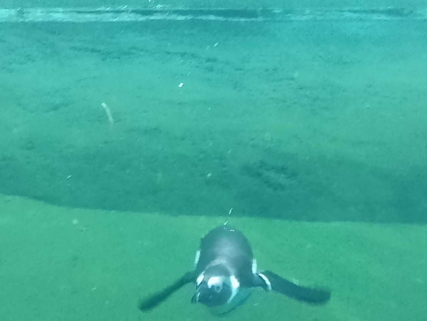 African penguin