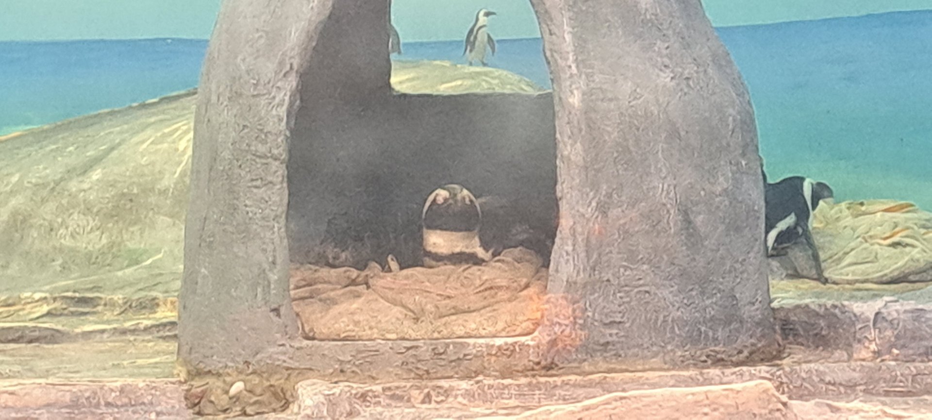 African Penguin