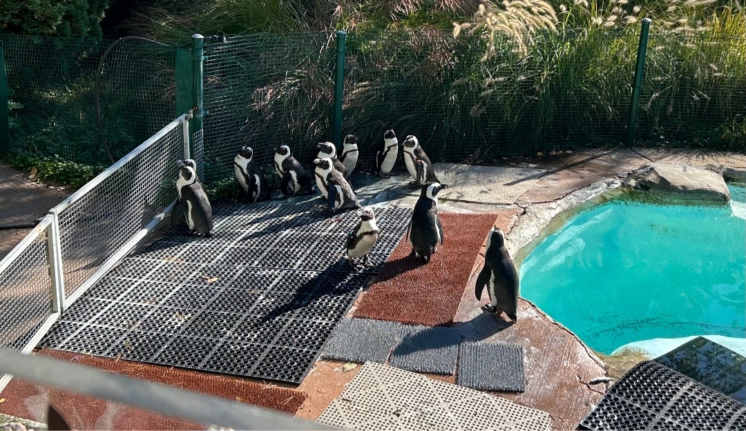 African Penguins (10/19/24)