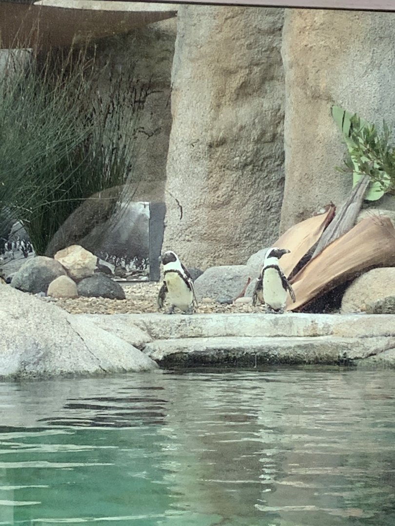 African Penguins 10/7/21