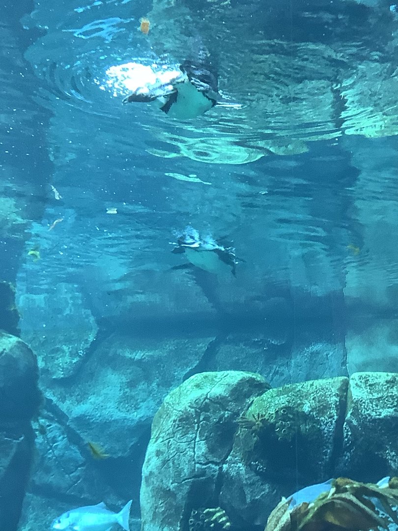 African Penguins 10/7/21