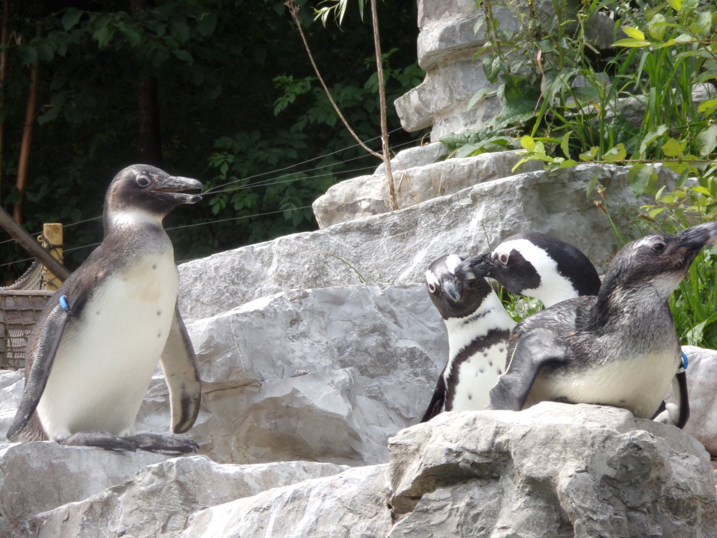 African penguins 13.7.25