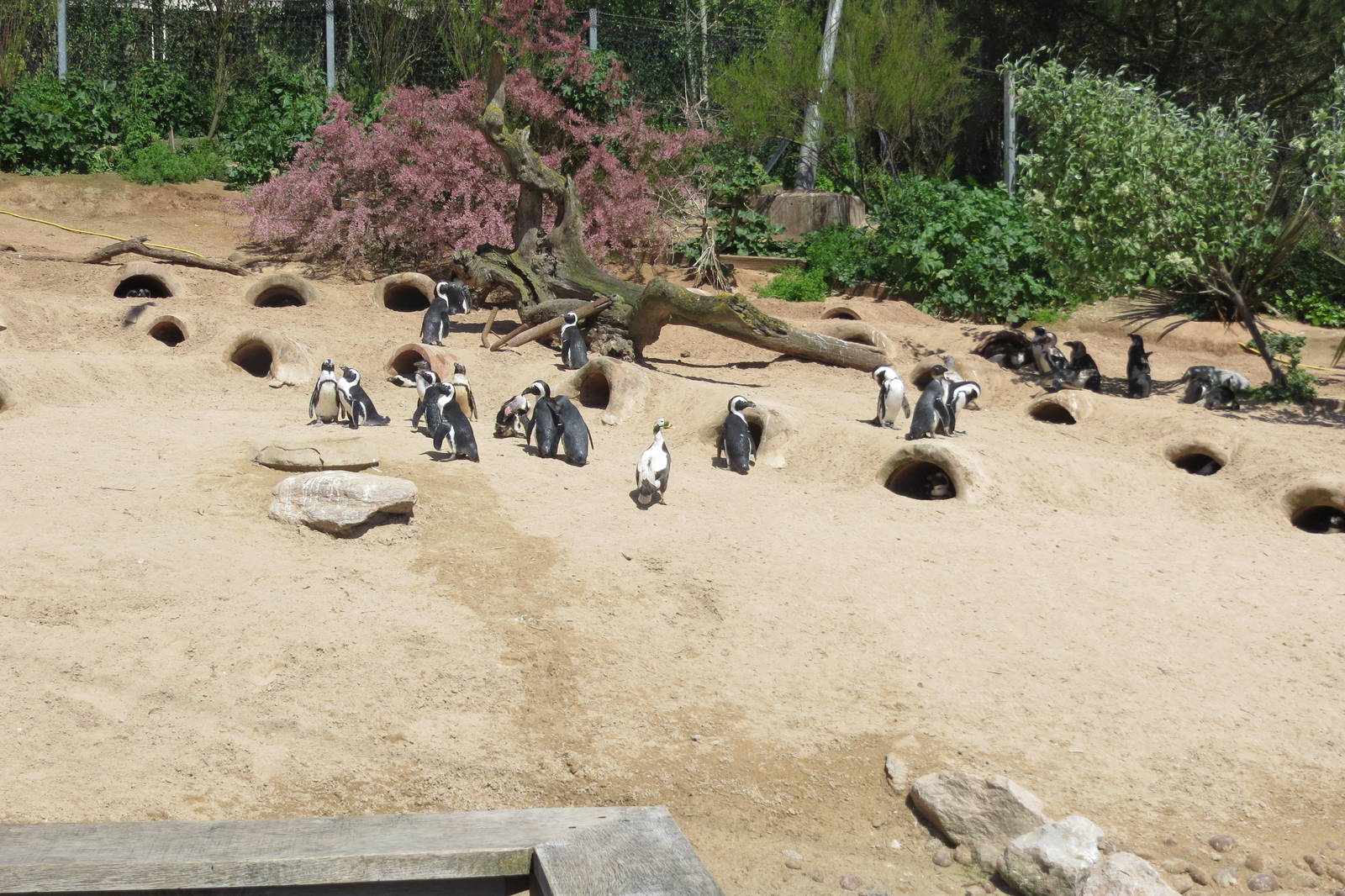 African Penguins 160515