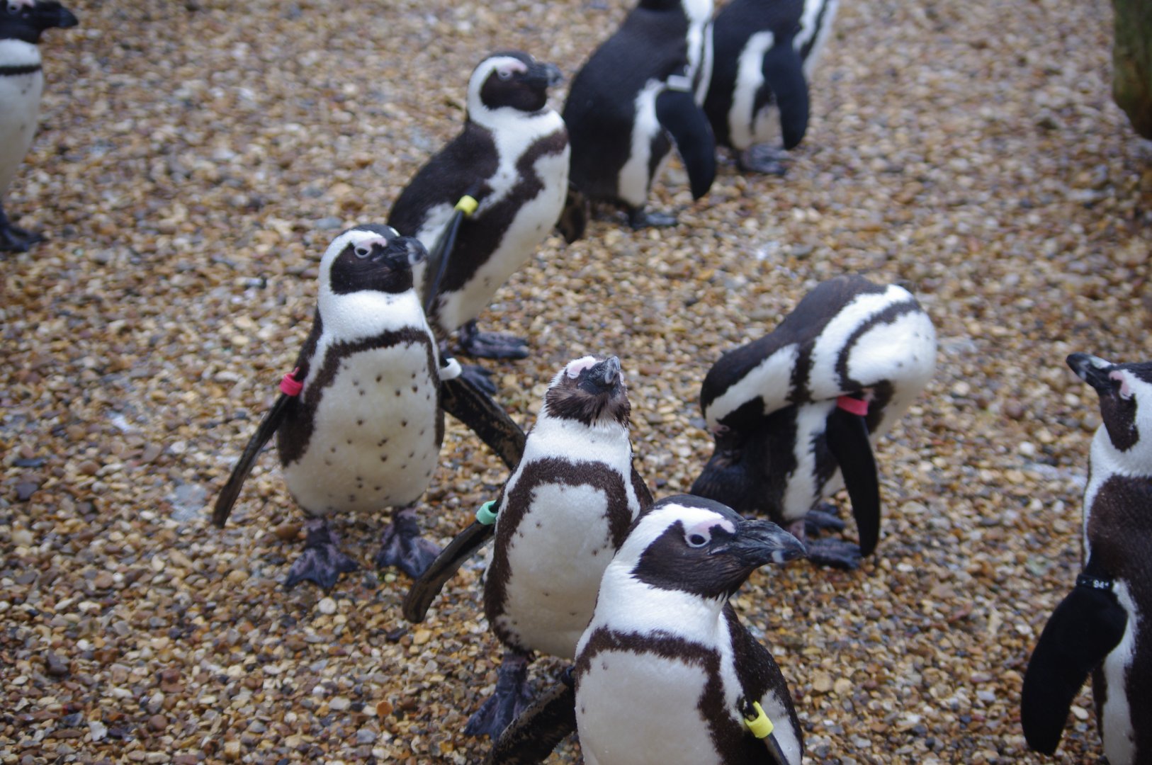 African Penguins- 28/12/2022