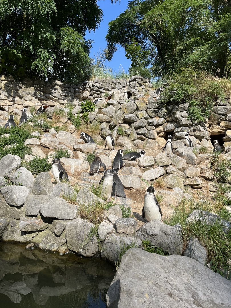 African penguins 6.7.23