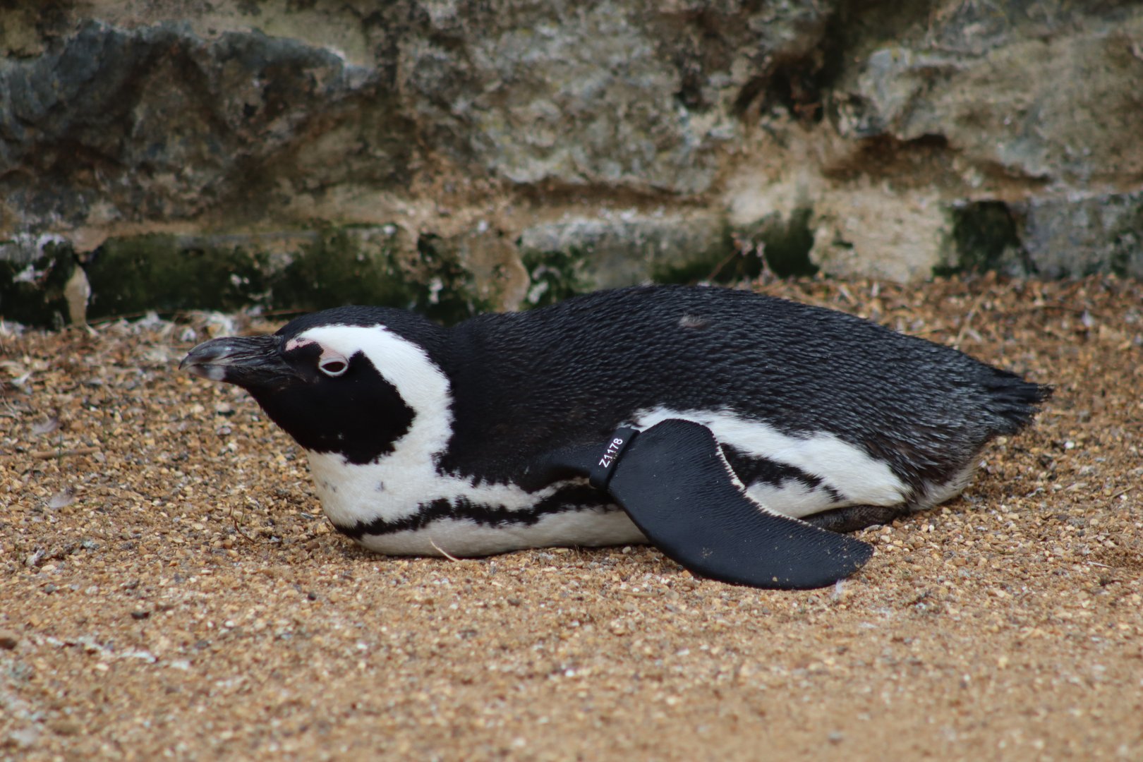 African Penguins - 7 September 2020