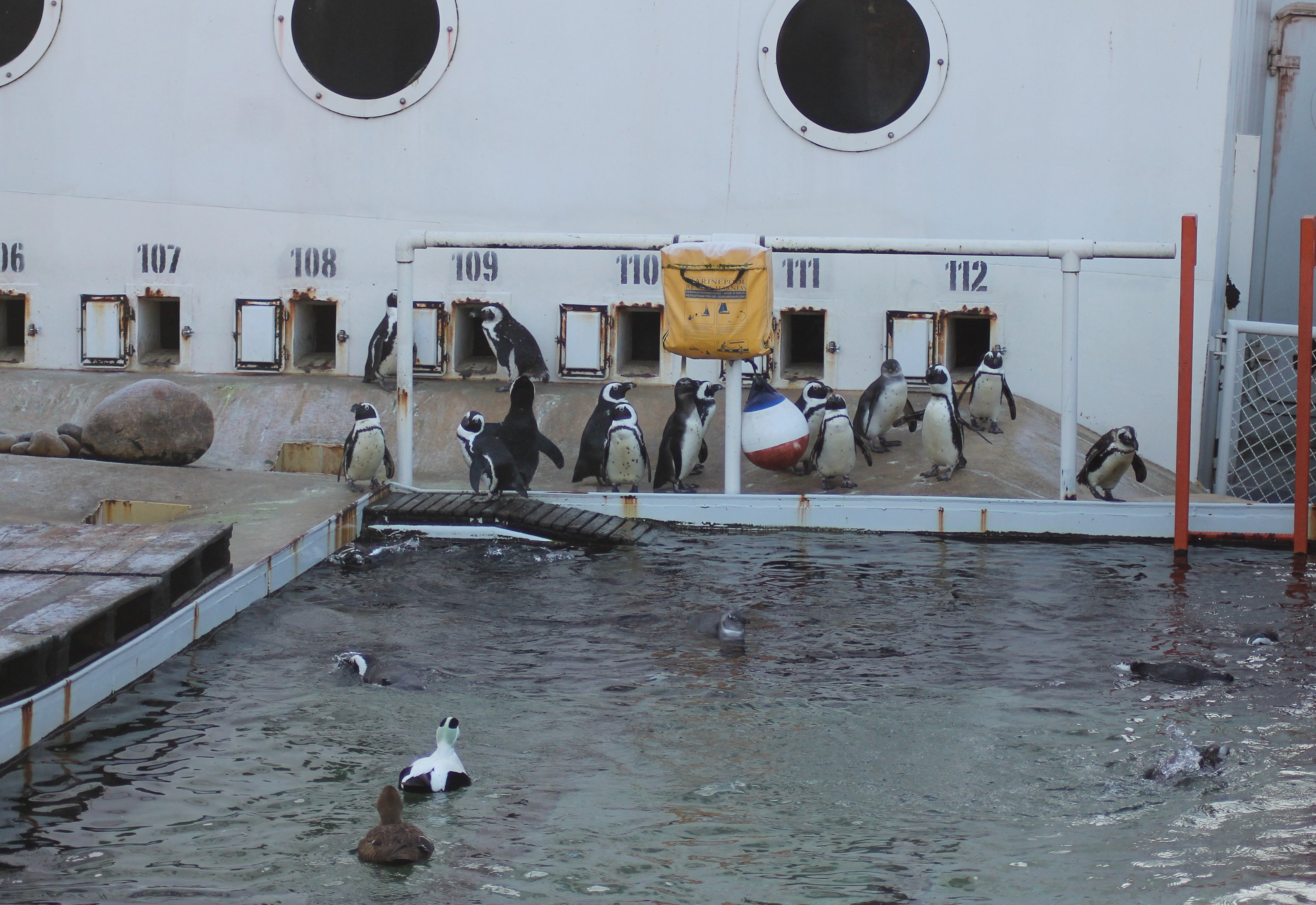 African penguins and common eiders - Yukon Bay