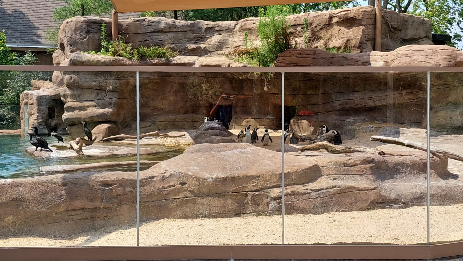 African Penguins and Cormorants exhibit