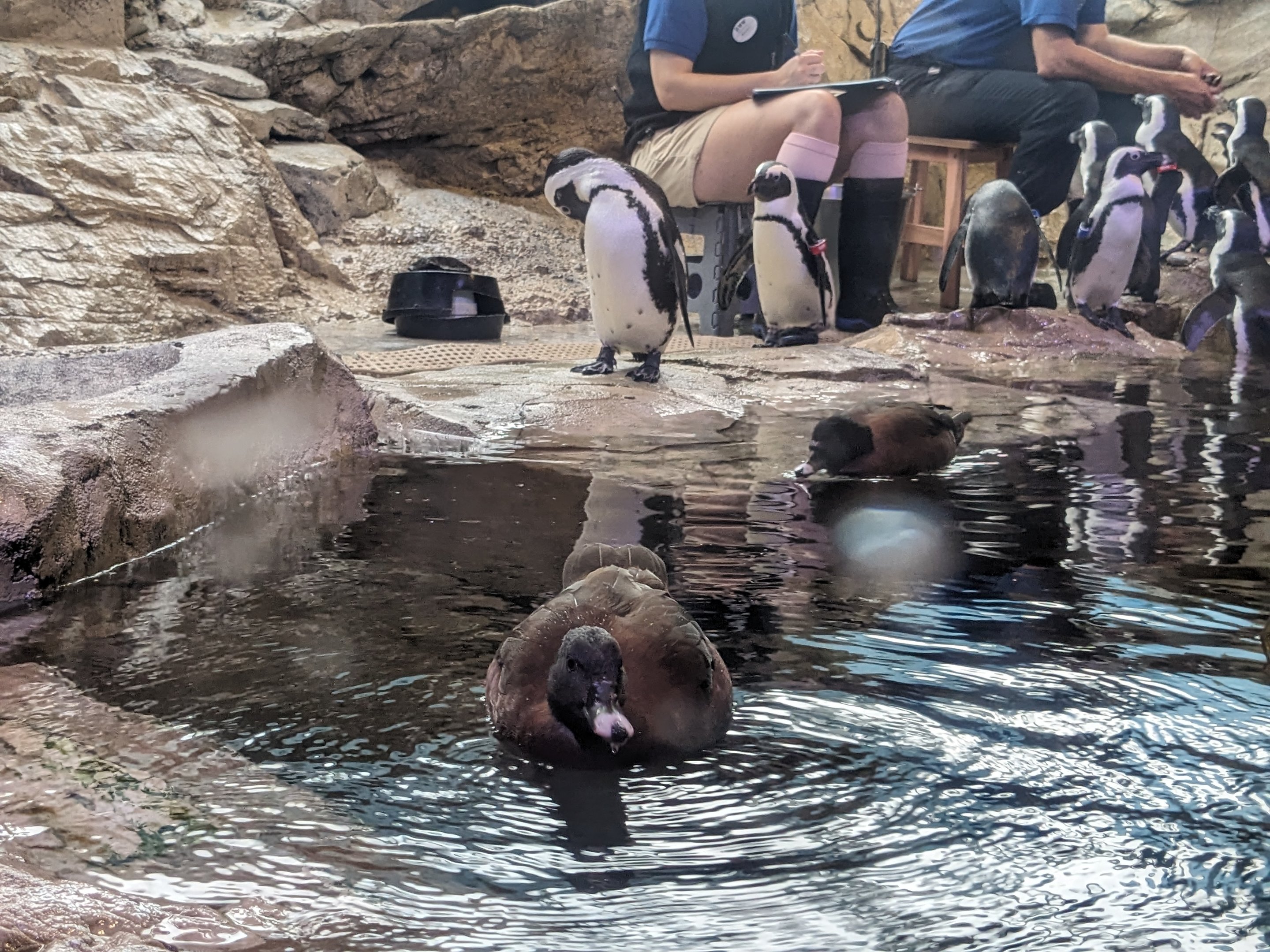African Penguins and duck