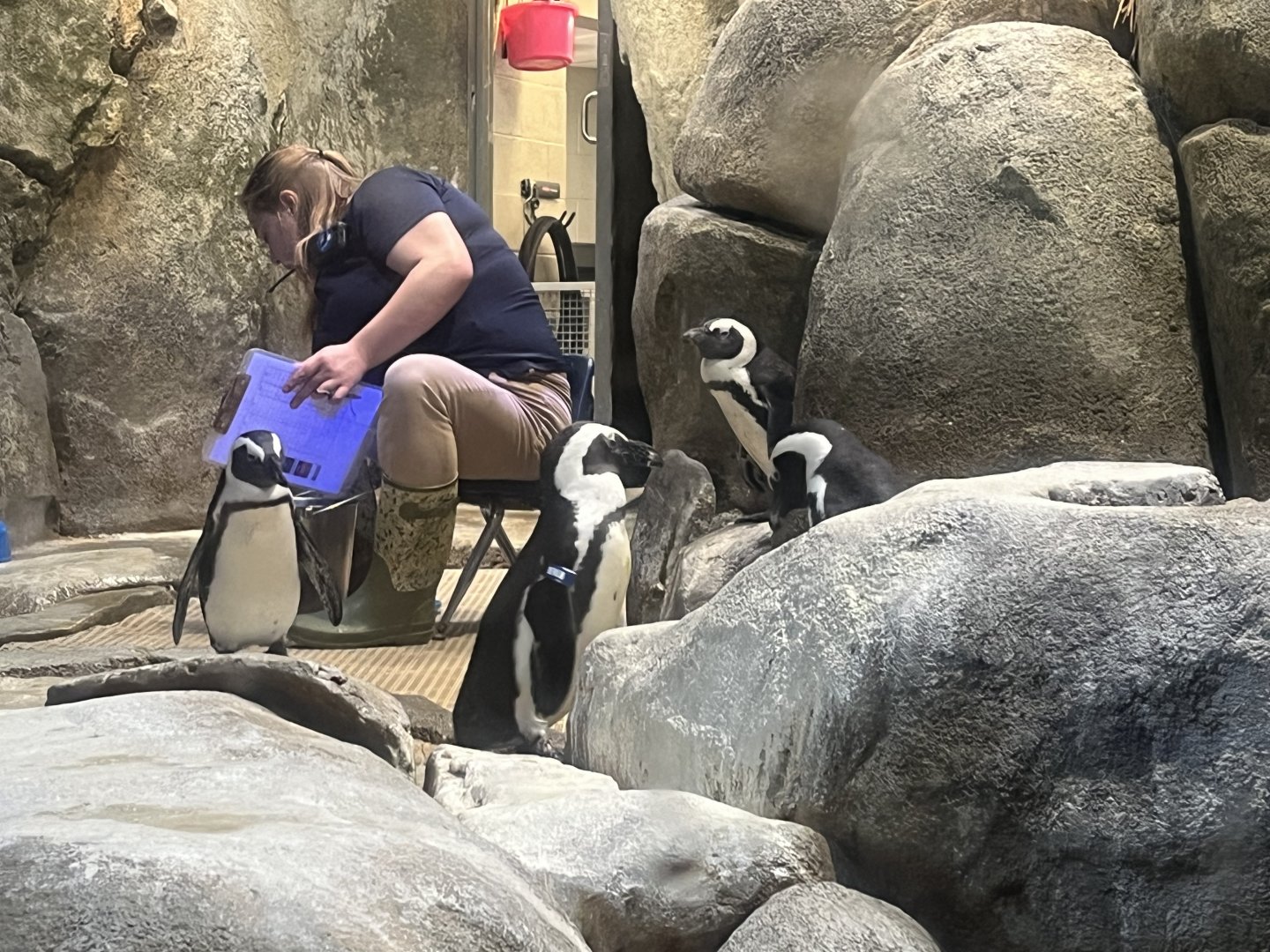 African Penguins and Keeper