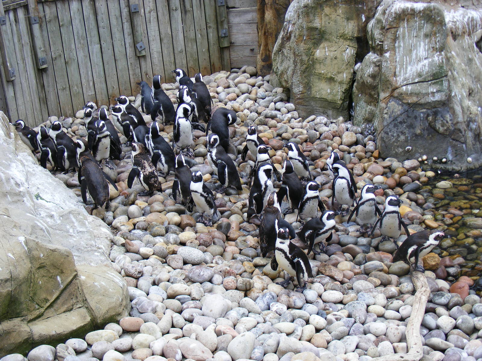 African penguins at Bristol Zoo, 1 August 2010