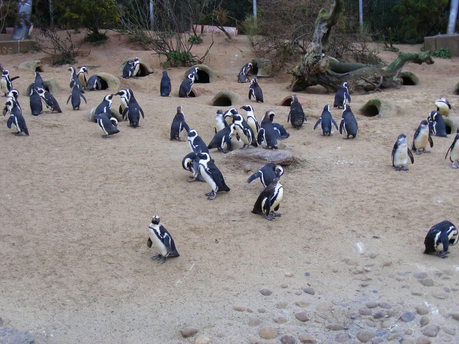 African penguins at Living Coasts, 28 December 2010