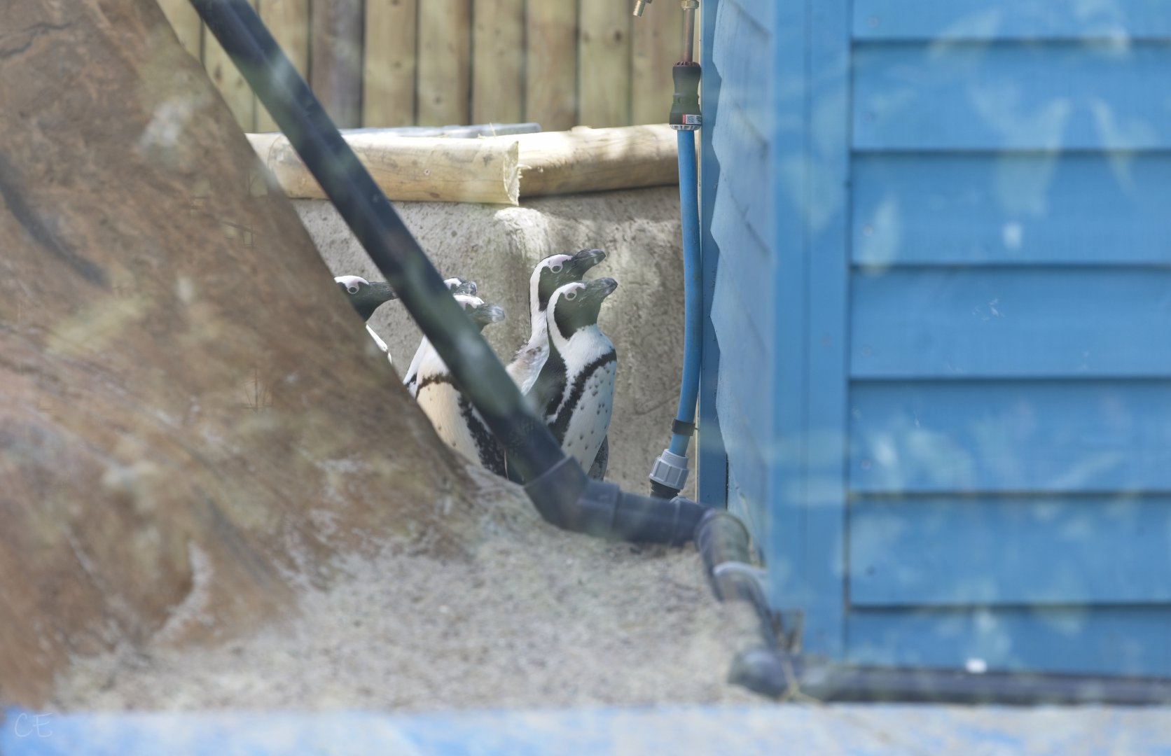 African Penguins at Penguin Beach
