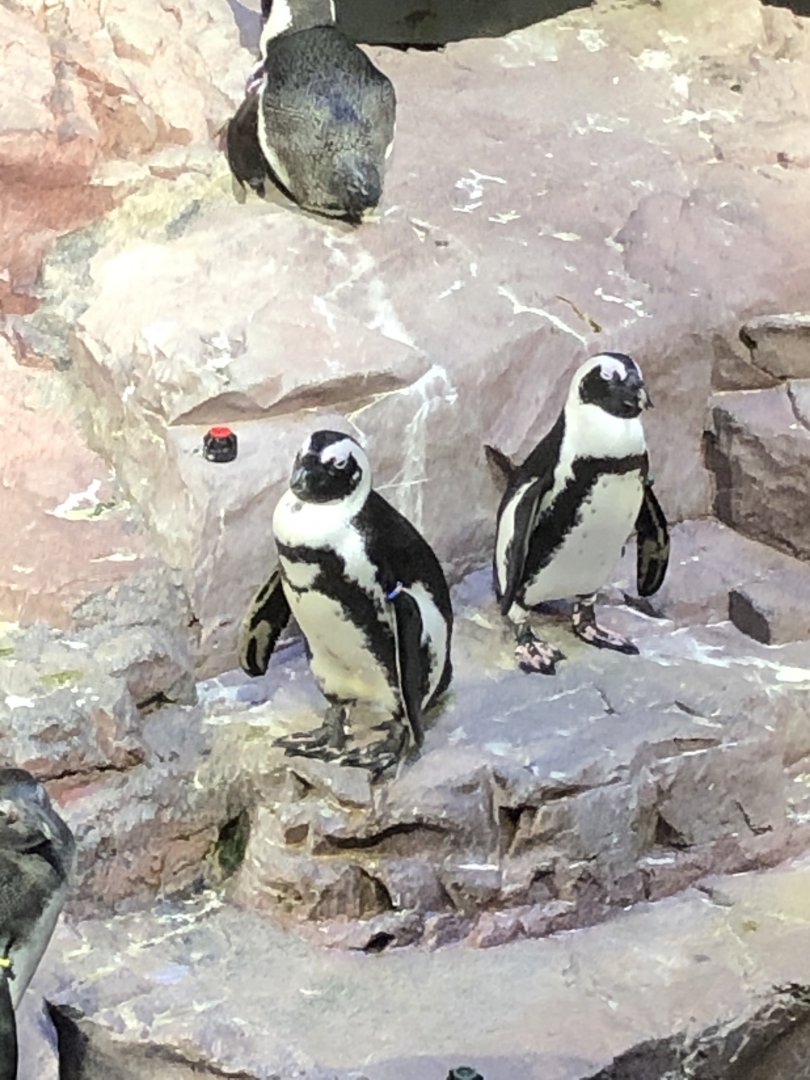 African penguins at the New England Aquarium