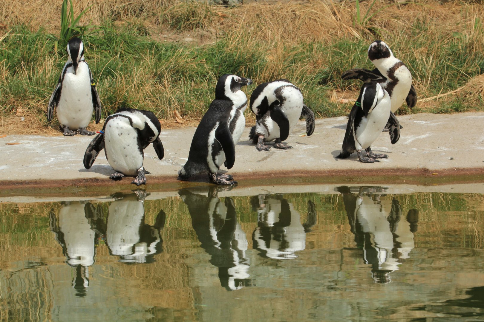 African Penguins (August 2018)