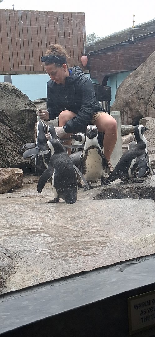 African penguins being fed as others run away at the national aviary