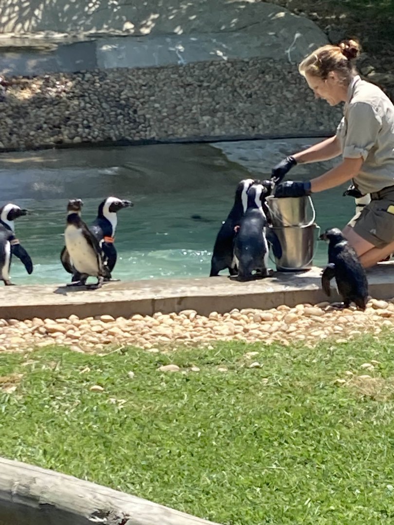 African Penguins being fed