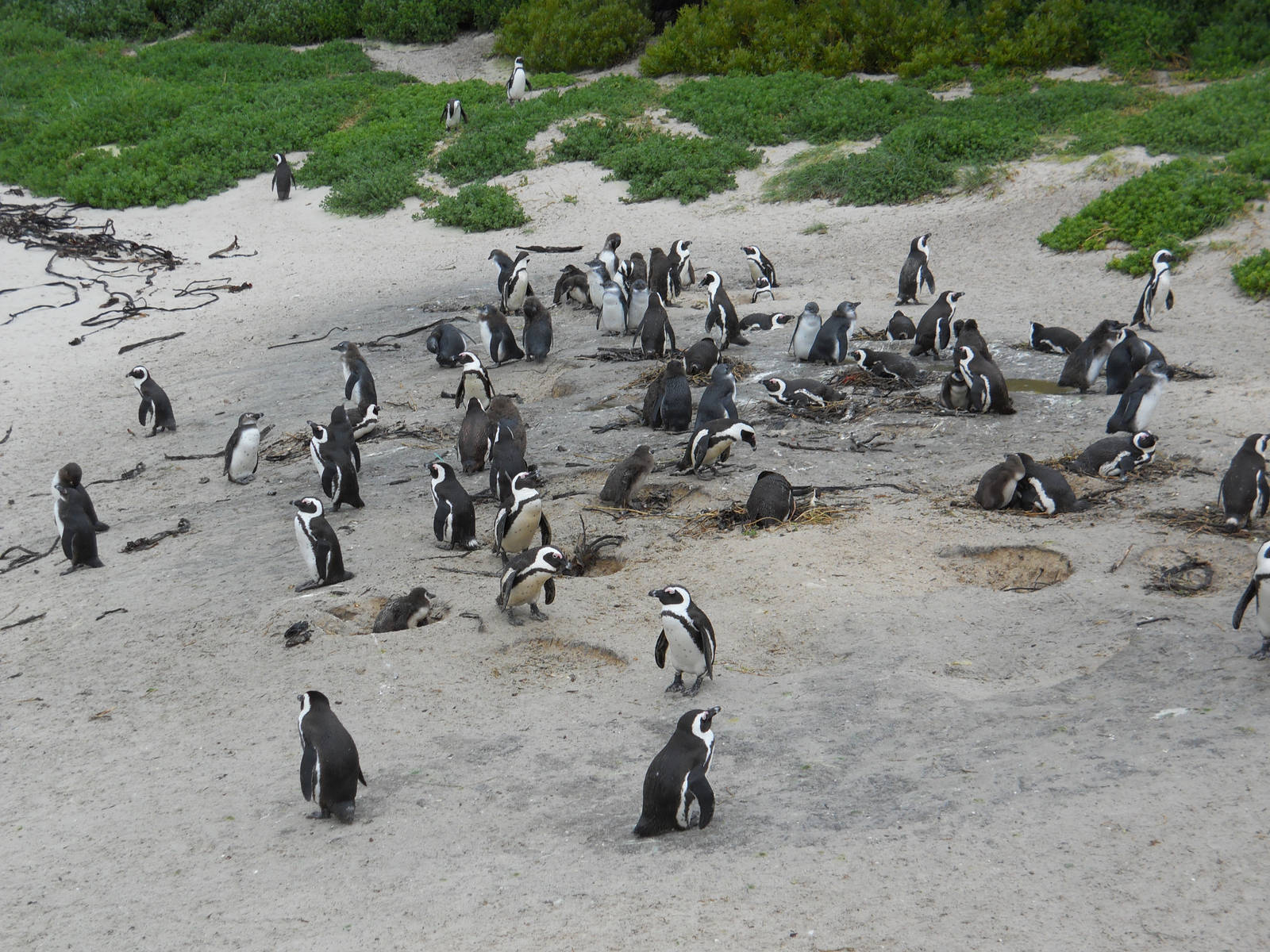 African penguins, Boulder Beach, Cape Town