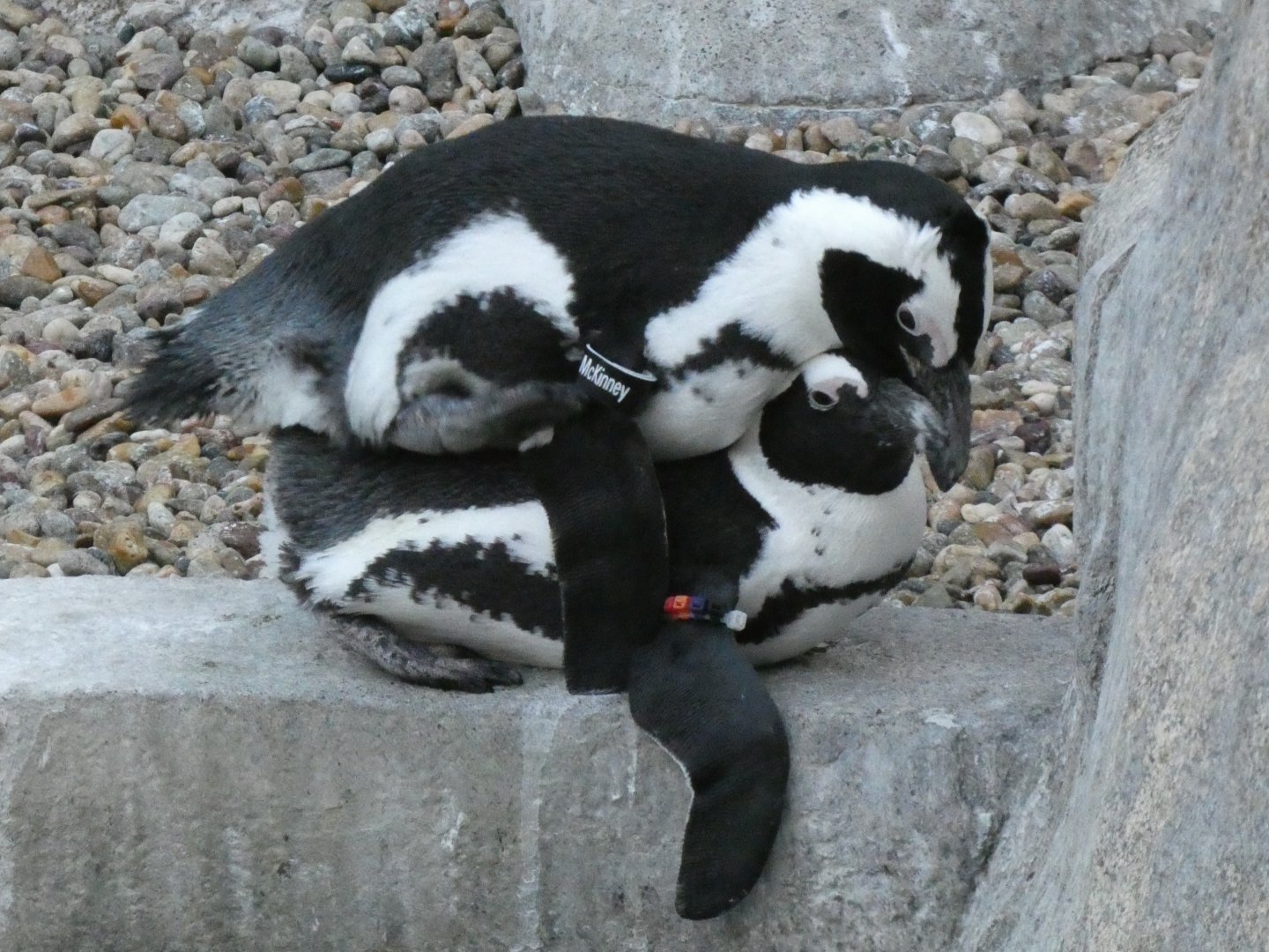 African penguins copulating/mating "Courtney" and Mckinney"