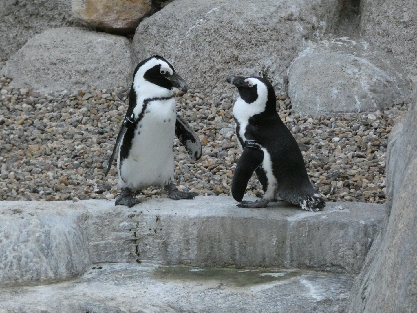 African penguins "Courtney" and Mckinney"