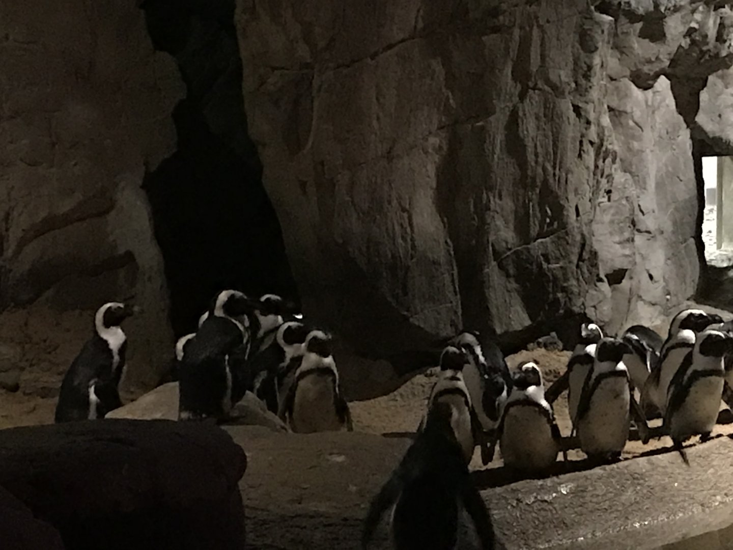 African Penguins-Denver Zoo