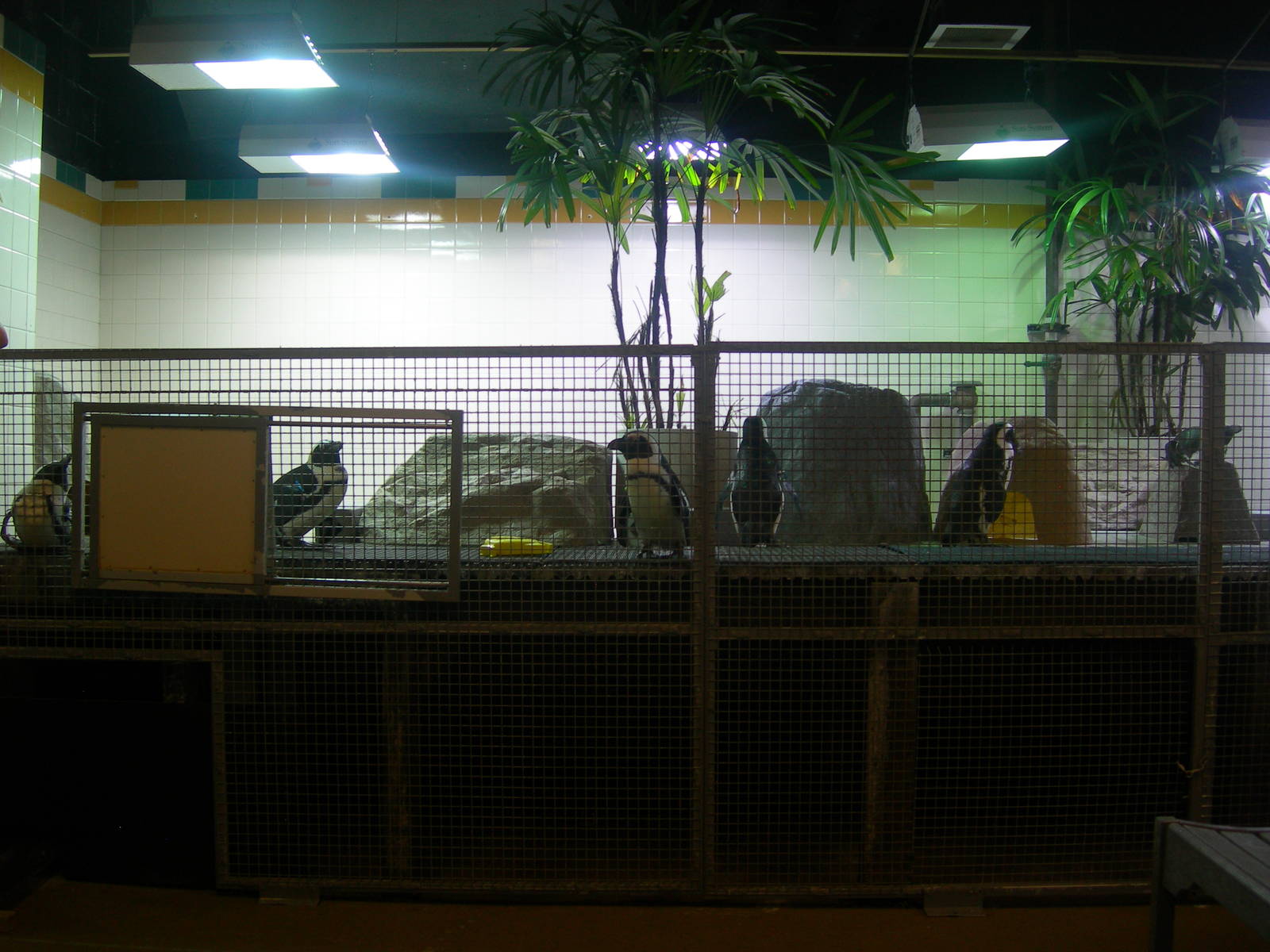 African Penguins exhibit Behind the scenes