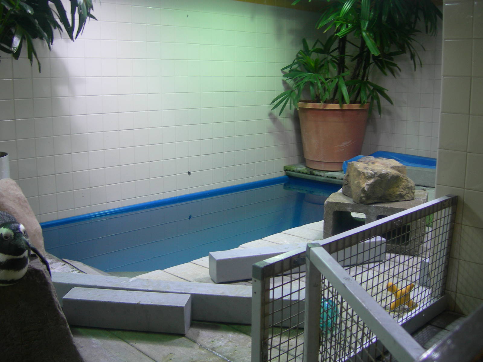 African Penguins exhibit Behind the scenes