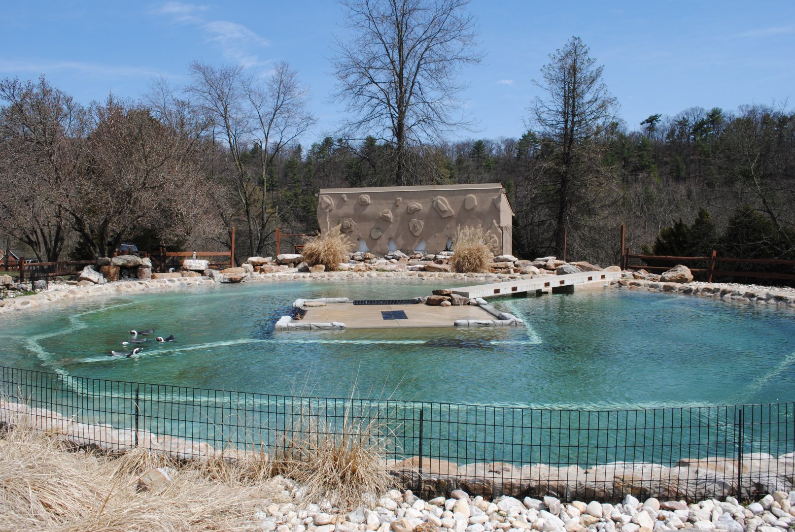 African Penguins Exhibit