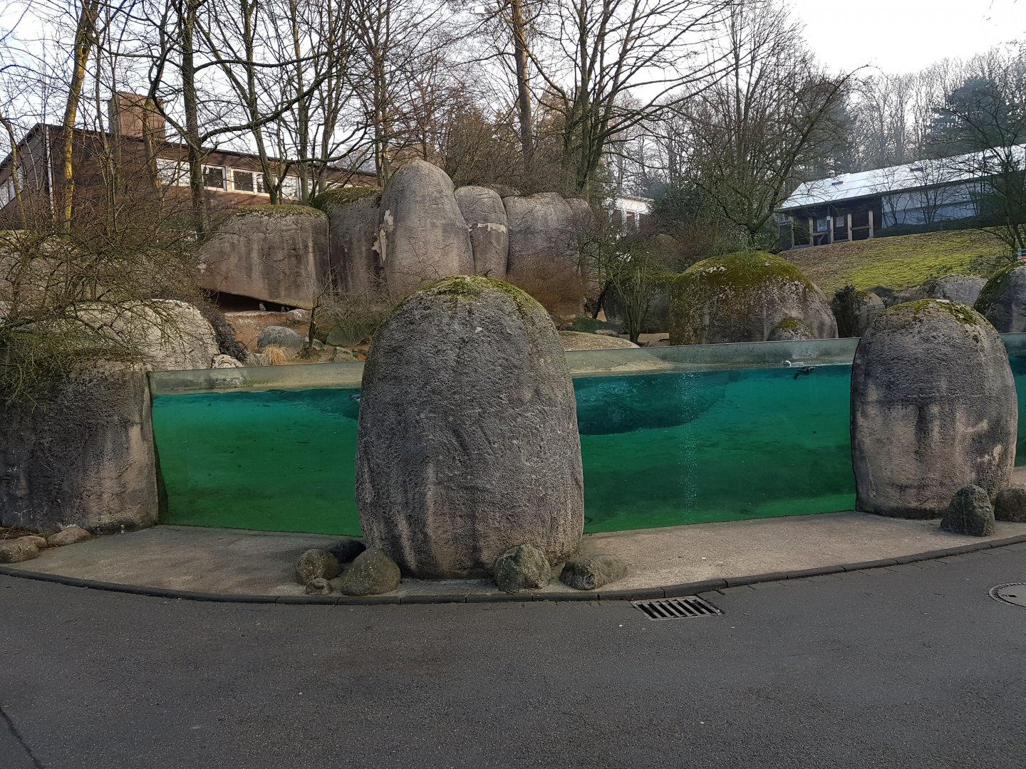 African penguins exhibit