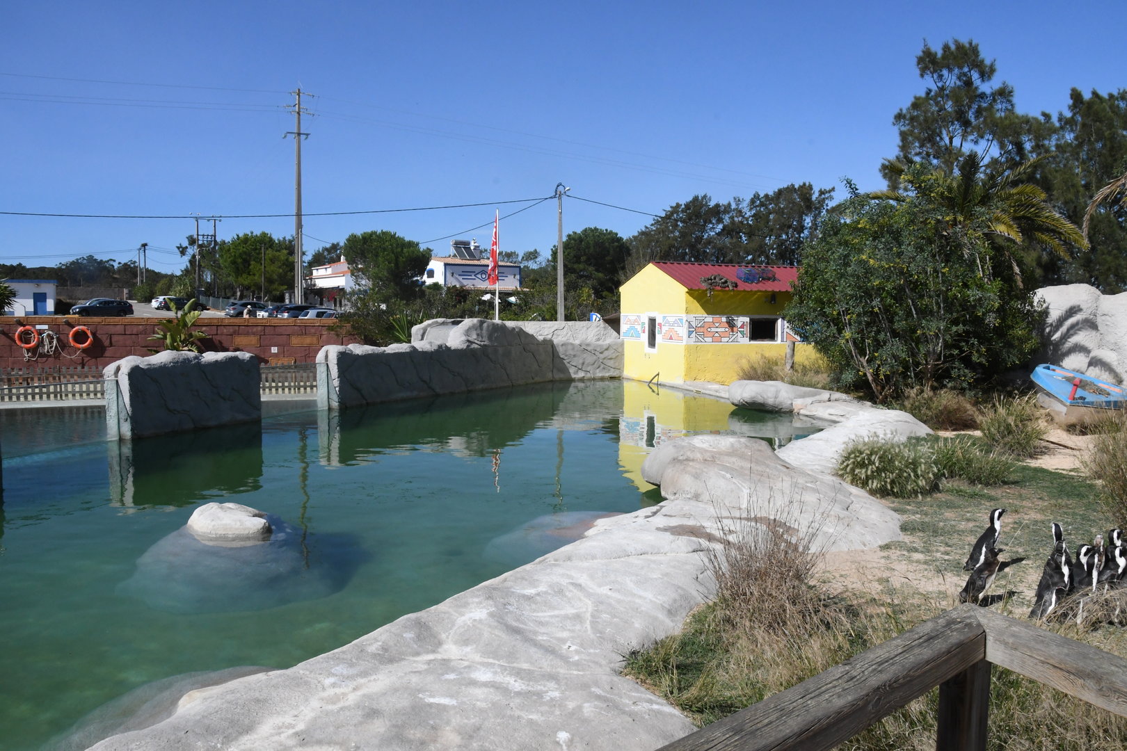 African Penguins exhibit