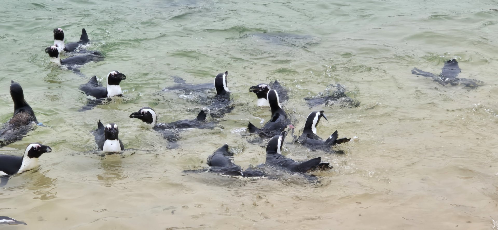 African penguins feeding