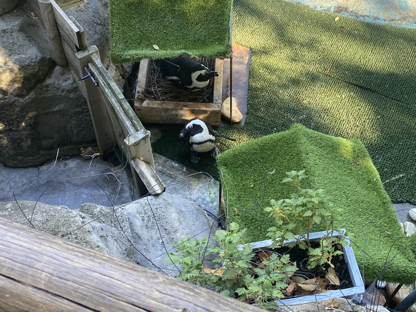 African penguins image 2