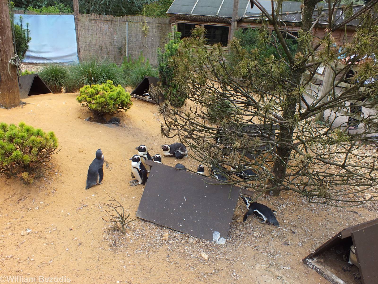 African Penguins in 'Penguin Beach'