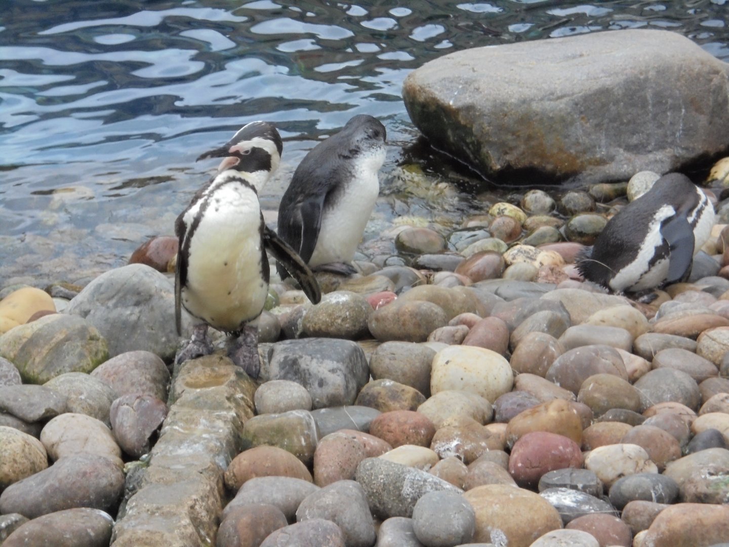 African penguins in penguin coasts