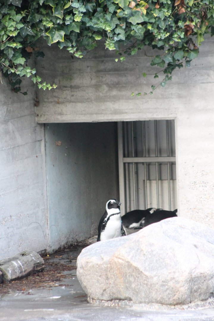 African penguins In Sea-lion-enclosure