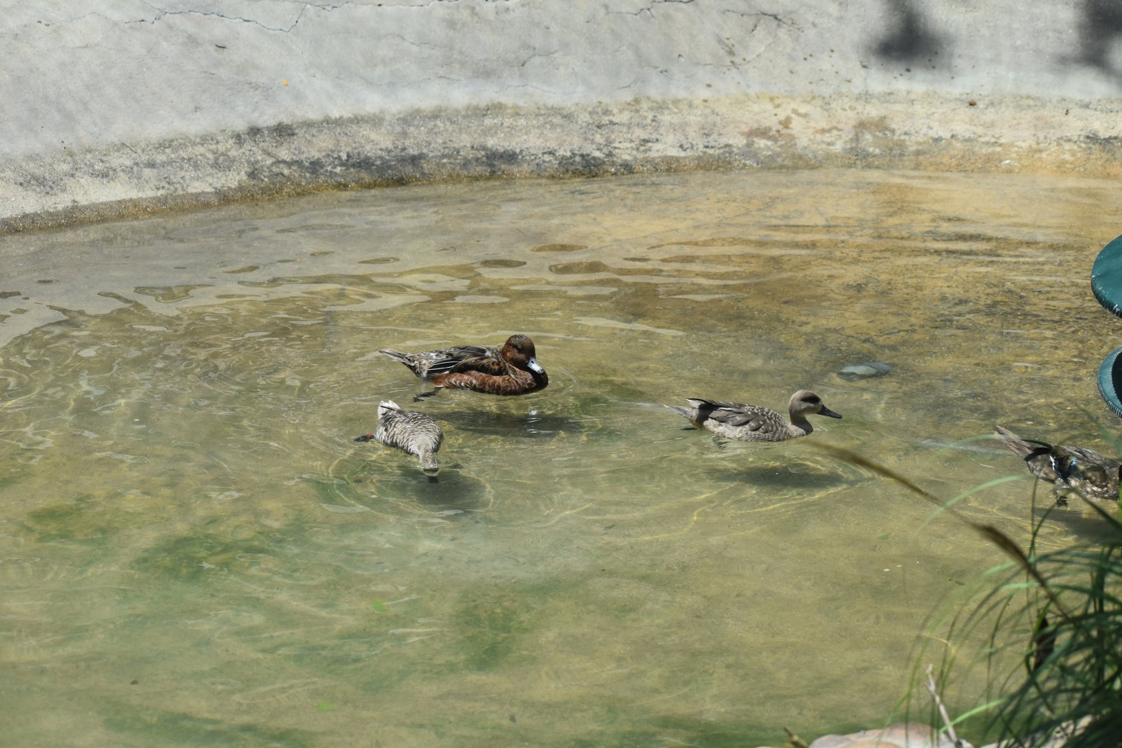 African Penguins? No, ducks