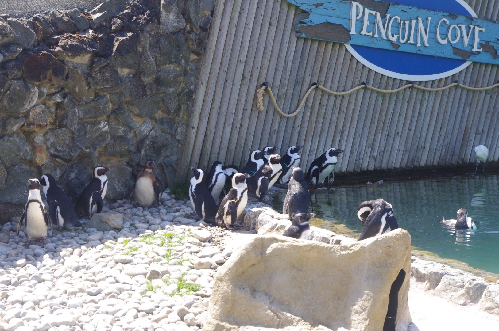 African Penguins- Penguin Cove- 3/6/2022