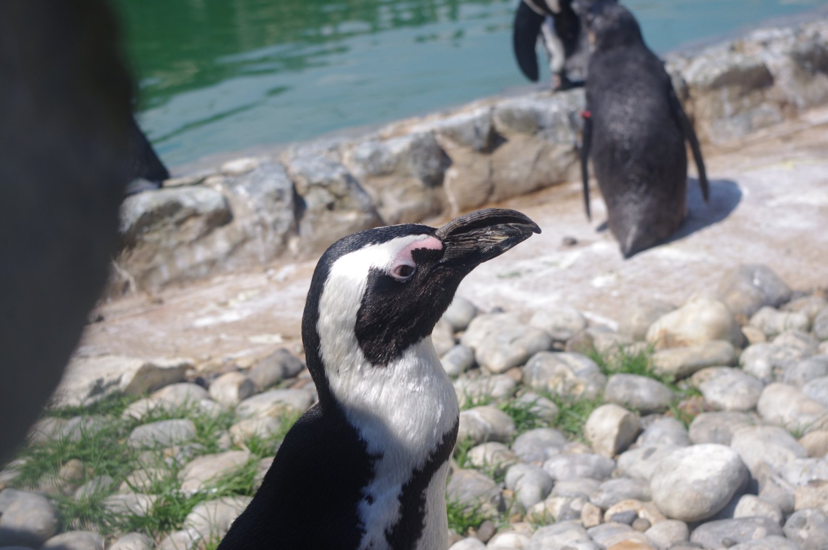 African Penguins- Penguin Cove- 3/6/2022