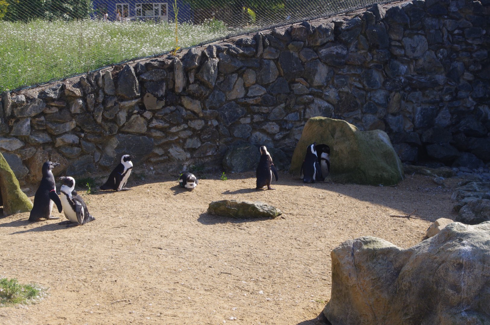 African Penguins- Penguin Cove- 3/6/2022