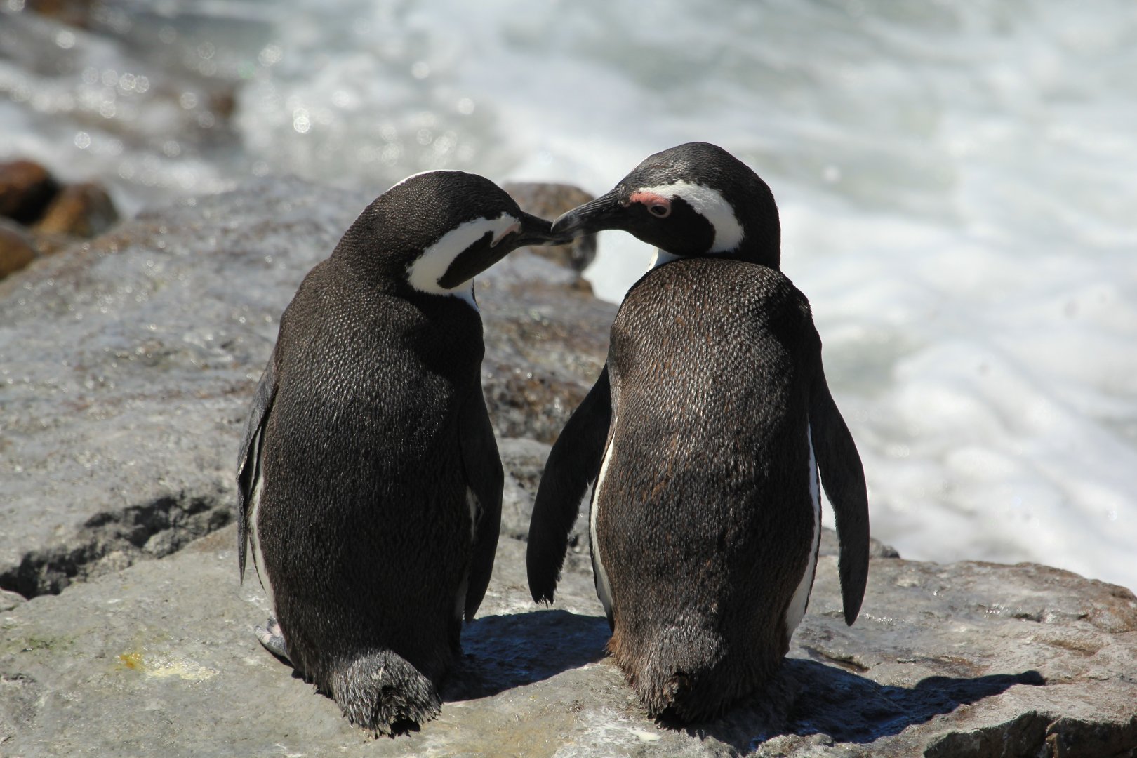 African penguins (September 2012)