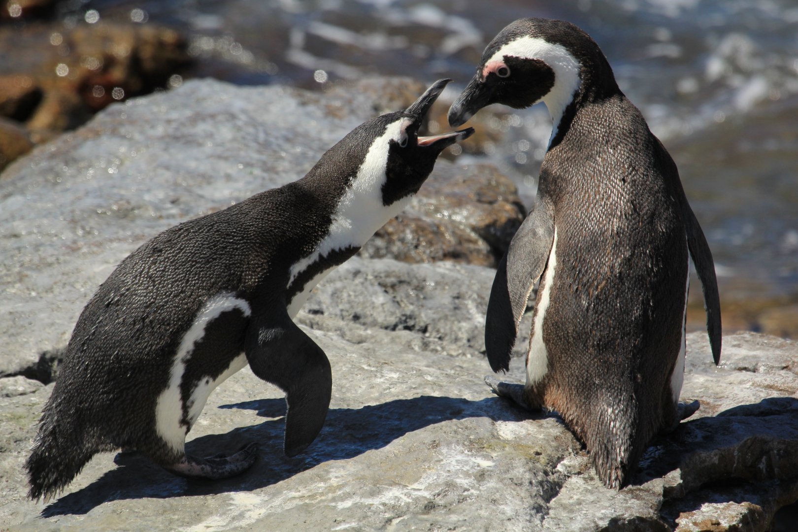African penguins (September 2012)