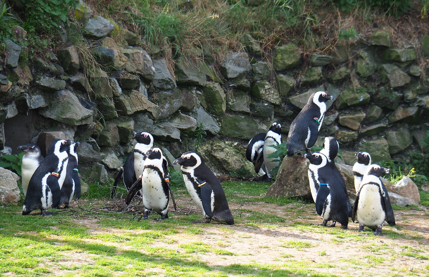 African penguins (Spheniscus demersus), 2019-09-15