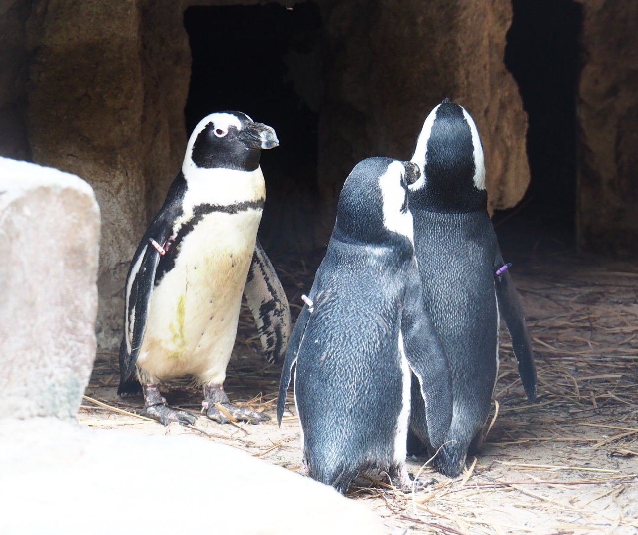 African penguins (Spheniscus demersus), 2021-07-17