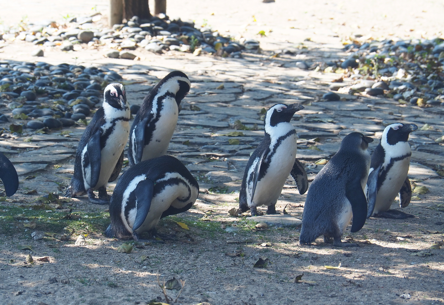 African penguins (Spheniscus demersus), 2021-09-03