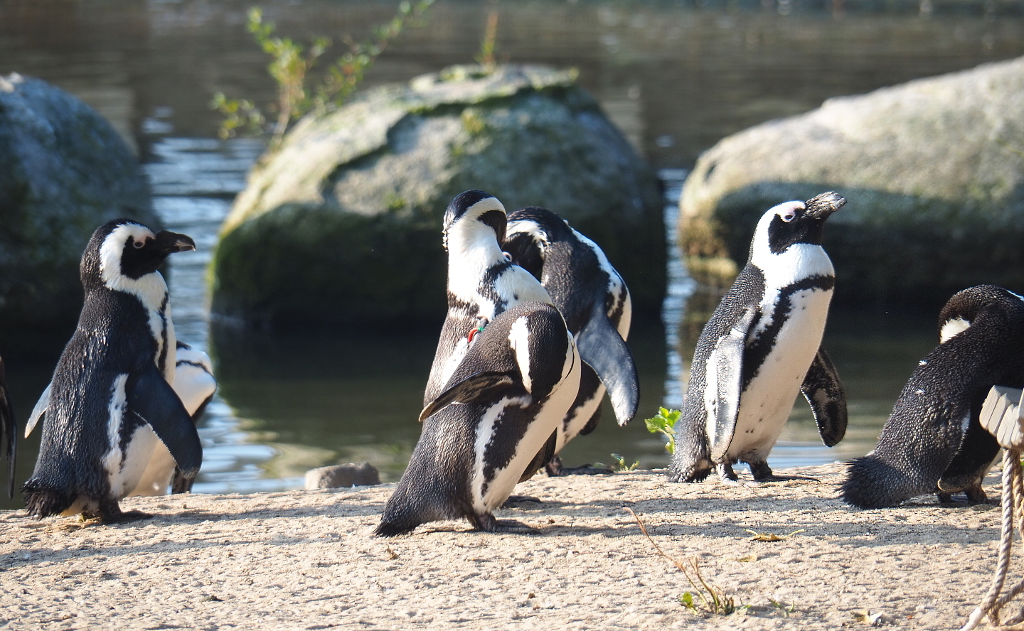 African penguins (Spheniscus demersus), 2021-09-03