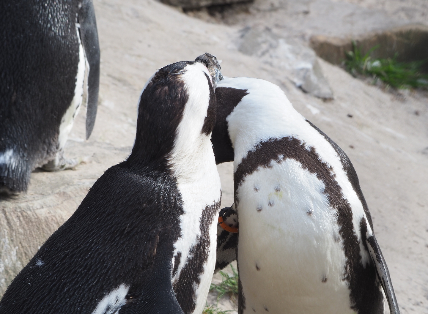 African penguins (Spheniscus demersus), 2022-03-16