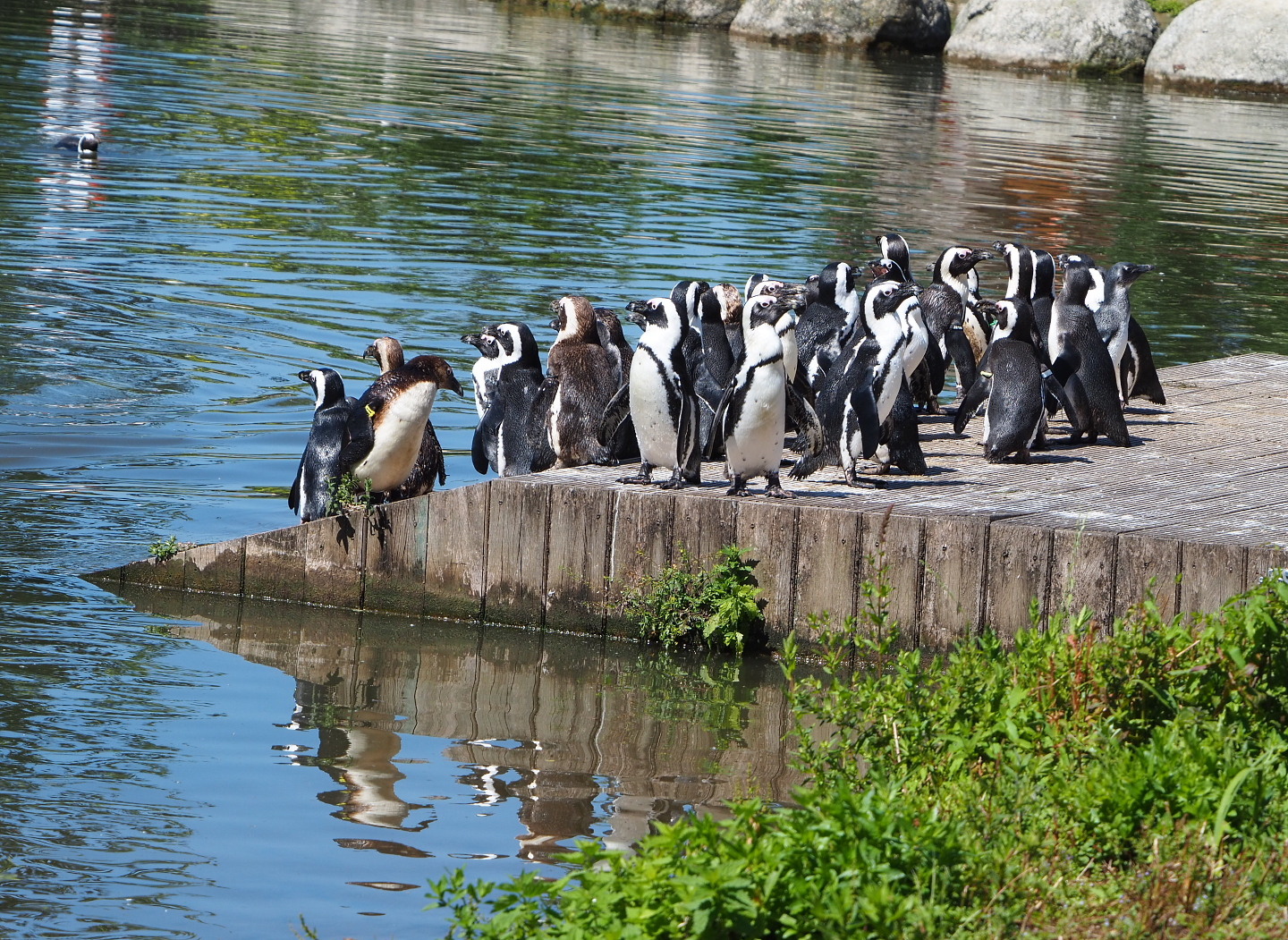 African penguins (Spheniscus demersus), 2022-06-28